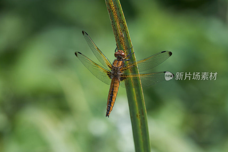 稀有的追逐蜻蜓(Libellula fulva)张开翅膀在阳光下的植被上休息